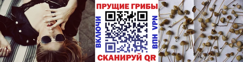Псилоцибиновые грибы Magic Shrooms  darknet формула  Дно 